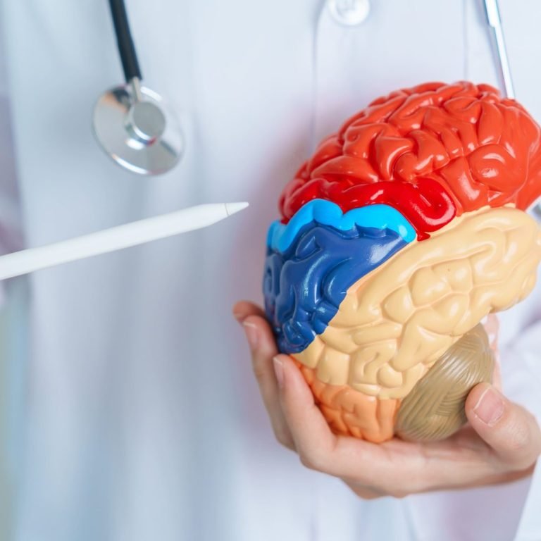 brain-anatomy-model-being-shown-by-healthcare-prof-2026-03-24-07-26-11-utc (1)